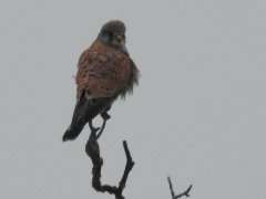 Falco tinnunculus (Turmfalke) Männchen